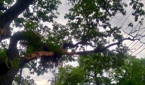 বাংলাহিলিতে রেইনট্রি গাছের শুকনো ডাল এখন মৃত্যুর ফাঁদ