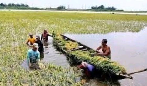 রাজনগরে হাওরে ডুবেছে পাকা ধান, কৃষকের স্বপ্ন পানির নিচে