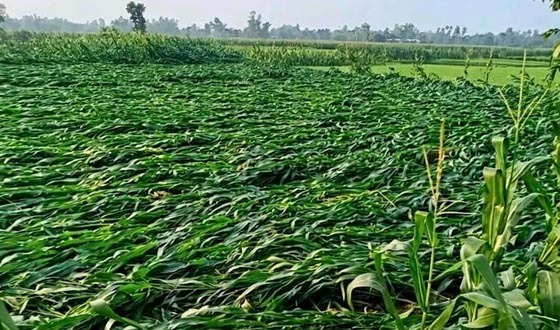রাণীশংকৈলে প্রাকৃতিক দূর্যোগে ফসলের ব্যাপক ক্ষতি