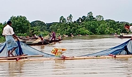 হালদা নদীতে মা মাছ নমুনা ডিম ছেড়েছে