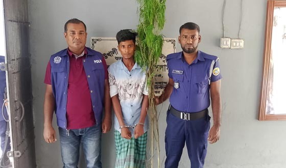 কাউখালীতে ২টি গাঁজা গাছসহ মাদক কারবারি গ্রেফতার