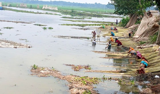 চাটমোহরে সোনালী আঁশ নিয়ে মহা কর্মযজ্ঞে ব্যস্ত কৃষক