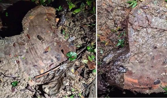 রাতের আধাঁরে সামাজিক বনায়নের গাছ লুট