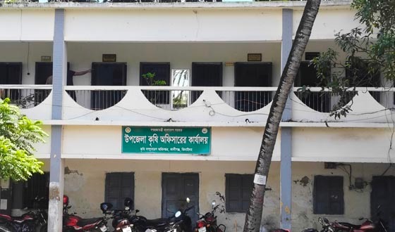 কালীগঞ্জে আমন মৌসুমে ব্যাপক সার সংকটে বিপাকে কৃষক