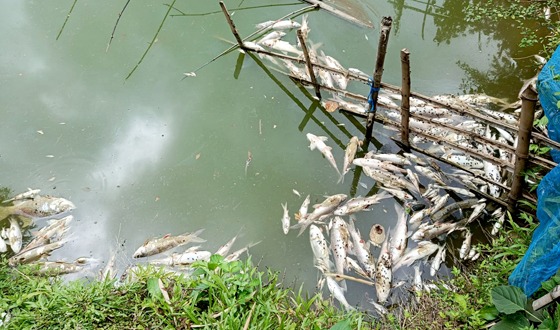মহাদেবপুরে পুকুরে বিষ প্রয়োগে চার লাখ টাকার মাছ নিধন