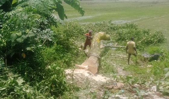 আত্রাইয়ে সরকারী গাছ কাটায় জরিমানা