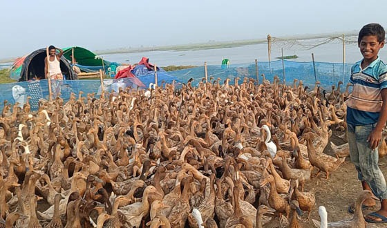 হাঁস পালনেই ঘুরেছে আতাউরের ভাগ্যের চাকা