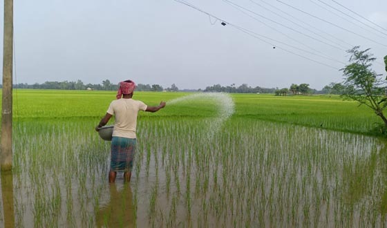 ক্ষেতলালে সারের বাড়তি দামে বিপাকে কৃষক