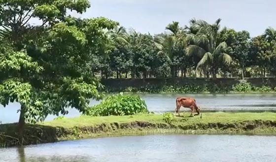 'টিপুনগর' ঘেরের মাছ বিক্রির ঘটনায় তদন্ত কমিটি গঠন
