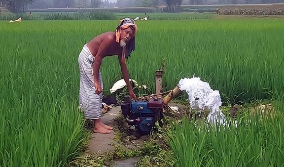 কাহারোলে তীব্র খরার কারণে সেচ দিয়ে ফসল রক্ষা করছে কৃষক