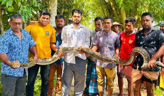শ্রীমঙ্গলে ১৮ ফুট লম্বা বিশাল অজগর উদ্ধার