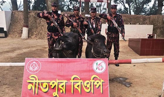 পোরশা সীমান্তে মালিকবিহীন মহিষ আটক
