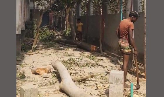 অনুমতি ছাড়াই শিক্ষা প্রতিষ্ঠানের গাছ কেটে ফেললেন শিক্ষক