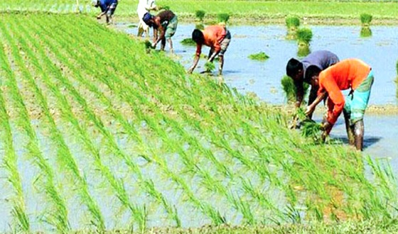 কাহারোলে বোরো চাষীরা বোরো ধান লাগাতে ব্যস্ত