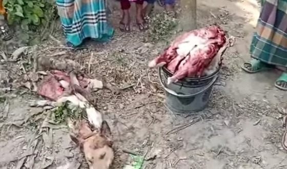 ধামইরহাটে কুকুর জবাই করে খাসির মাংস বলে বিক্রয়ের চেষ্টা