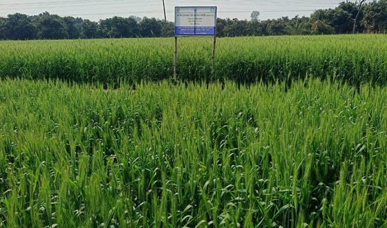 পোরশায় গত বছরের তুলনায় বেড়েছে গম চাষ