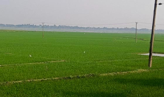 তানোরে বিল কুমারী বিলের বুক চিরে বোরো চাষে সবুজের সমারহ