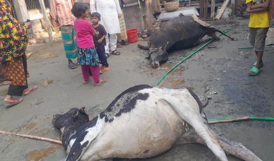 কেশবপুরে গভীর রাতে গোয়ালে আগুন, ২ গরুর মৃত্যু