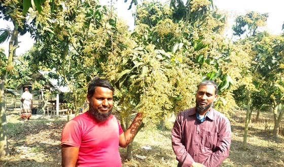 গোমস্তাপুরের আমগাছে মুকুলের সমারোহ, বাতাশে ছড়াচ্ছে ঘ্রান