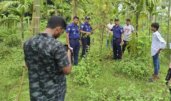 কুড়িগ্রামে সুপারি বাগানের আড়ালে গাঁজা চাষ