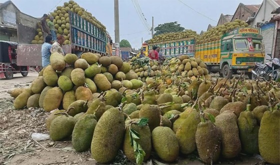 শৈলকুপার কাঁঠালের বাম্পার ফলন হলেও বাজারে দাম কম