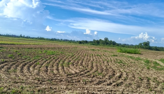 রাজশাহীতে নেই কাঙ্খিত বৃষ্টি, আমন রোপণে দুশ্চিন্তায় কৃষক