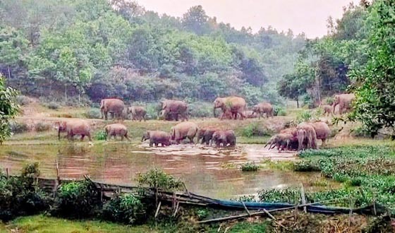 গারো পাহাড়ে বন্যহাতি পর্যবেক্ষণে এআই ক্যামেরা