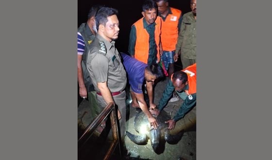 কয়রায় ৩০ কেজি ওজনের কচ্ছপ উদ্ধার, নদীতে অবমুক্ত