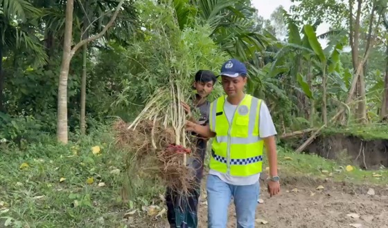 কুড়িগ্রামে গ্রীনহাউজ পদ্ধতিতে গাঁজা চাষ, গাঁজা গাছ উদ্ধার