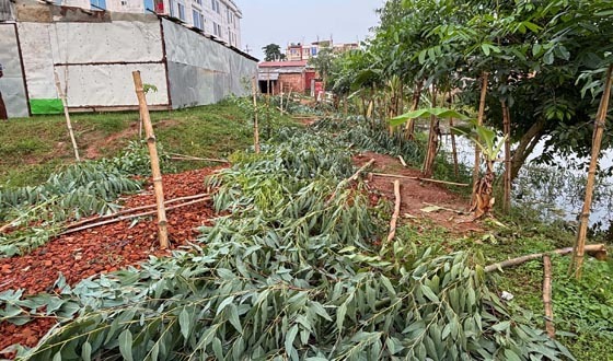 মান্দায় প্রতিপক্ষের বিরুদ্ধে অর্ধশতাধিক গাছ কাটার অভিযোগ