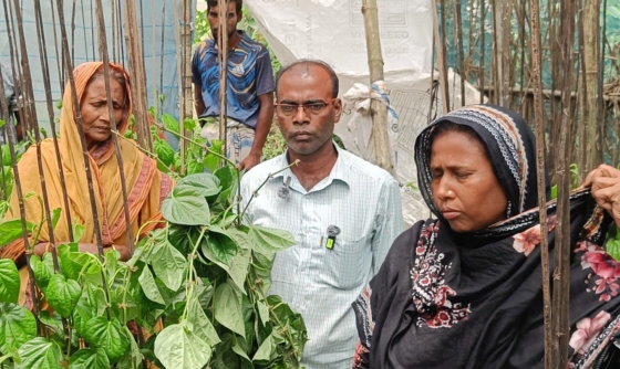 পানের বরজে কীটনাশক প্রয়োগ করে ২ লাখ টাকার ক্ষতির অভিযোগ