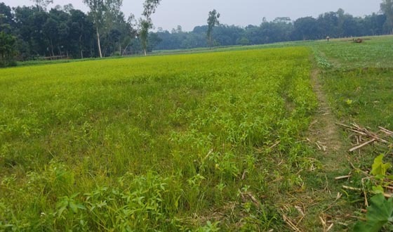 রাজিবপুরে পাটের আবাদে ধস, লোকসানে কৃষক