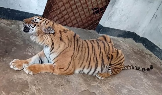 আলোচিত সেই বাঘিনী রবিবার ফিরে যাচ্ছে তার আবাসস্থল সুন্দরবনে