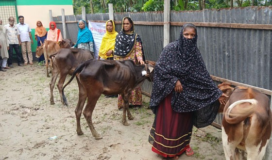 চাটমোহরে জনহিতৈষী সংস্থার গাভী বিতরণ