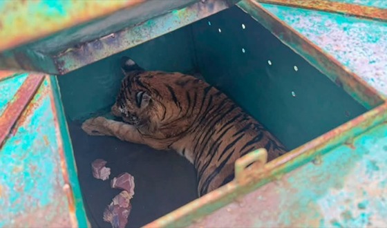 অবশেষে নিজবাসে ফিরলো সেই বাঘিনী