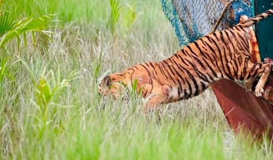 ছয় মাস পরিচর্যার পর ফাঁদে আহত বাঘিনী ফিরল সুন্দরবনে