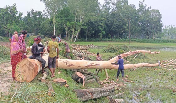 মান্দায় নেত্রীর ক্ষমতায় কাটা হচ্ছে সরকারি রাস্তার গাছ