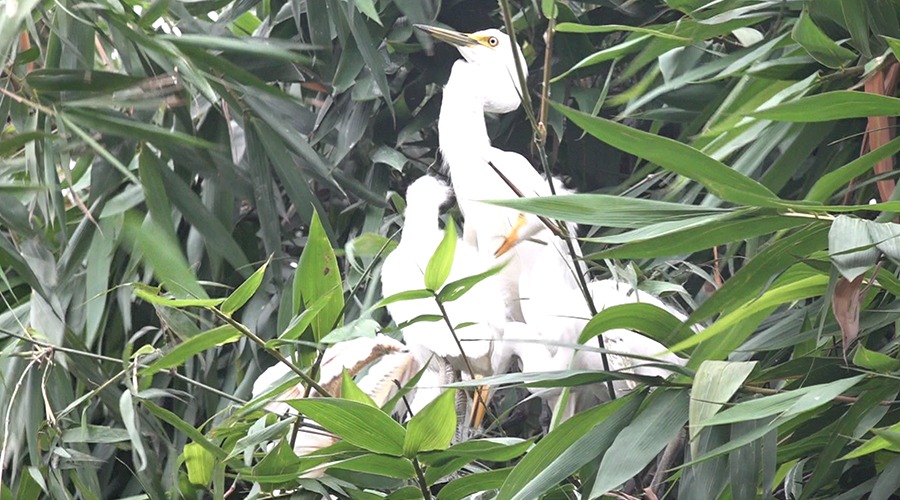 নীলফামারীর ডাঙ্গাপাড়া গ্রাম এখন পাখির গ্রাম নামে পরিচিত