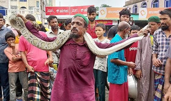 মোরেলগঞ্জে ৯ ফুটের অজগর উদ্ধার, জনতার ভিড়