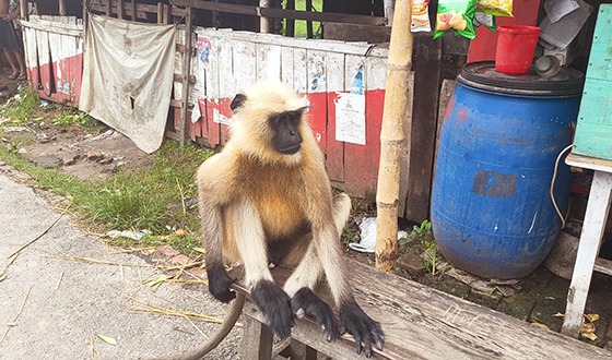 চিতলমারীতে পথভোলা হনুমান