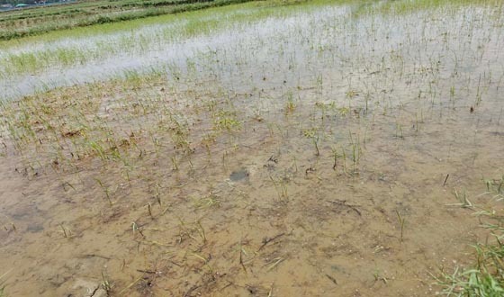 বন্যায় কৃষকের ব্যাপক ক্ষয়ক্ষতি, ক্ষতিগ্রস্থ ৩২৯৫ কৃষক