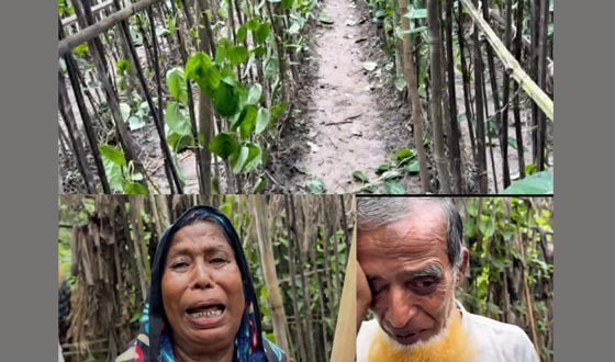 কালীগঞ্জে অসহায় দম্পতির পানের বরজ কেটে সাবাড়