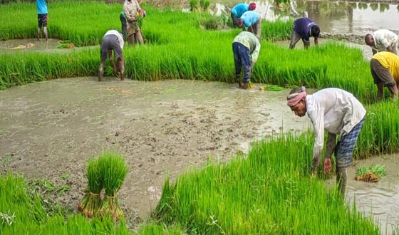 বীরগঞ্জে আমন ধান রোপণে ব্যস্ত কৃষক
