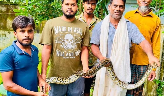 শ্রীমঙ্গলে অজগর সাপ উদ্ধার
