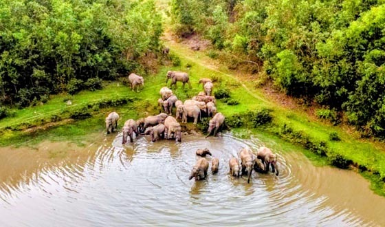 শেরপুর গারো পাহাড় এখন অঘোষিত হাতির সাফারি পার্ক