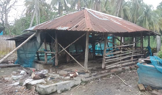 মোল্লাহাটে গোয়ালঘরে আগুন ও তিন গরু নিখোঁজের অভিযোগ