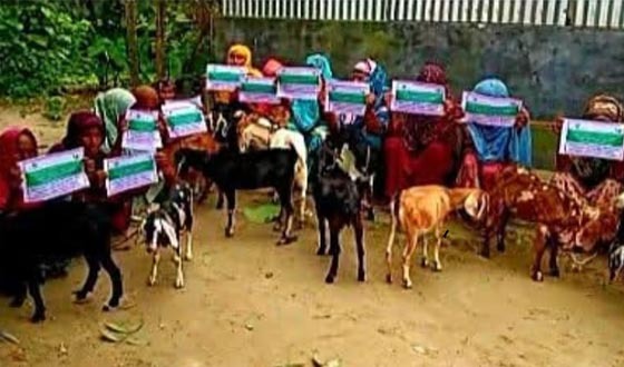 রাজিবপুরে হতদরিদ্র পরিবারের মাঝে ছাগল ও মুরগি বিতরণ