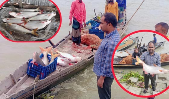 মেঘনায় জেলেদের জালে ধরা পরছে বড় বড় পাঙ্গাশ