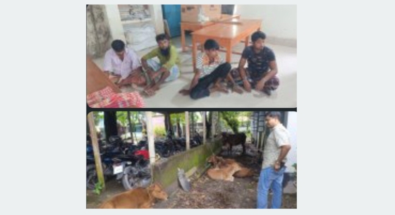 ভূরুঙ্গামারীতে ৮ টি ভারতীয় গরু ও ৪ ব্যক্তি আটক, পুলিশের সঙ্গে বাকবিতণ্ডা