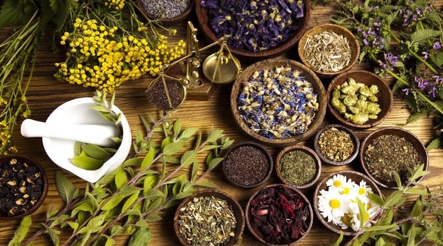 রোগ প্রতিরোধ ক্ষমতা বাড়ায় যে ৪টি ভেষজ উদ্ভিদ